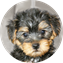 Morkie Puppy For Sale Luxury Puppy