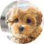 French Bulldog Puppy For Sale Luxury Puppy