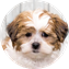 Cockapoo Puppy For Sale Luxury Puppy