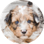 Mini Bernedoodle Puppy For Sale Luxury Puppy
